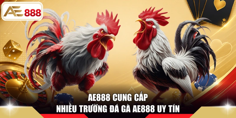 AE888 cung cấp nhiều trường đá gà AE888 uy tín