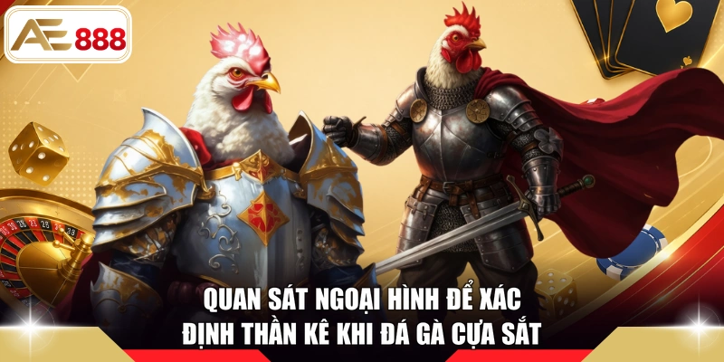 Quan sát ngoại hình để xác định thần kê khi đá gà cựa sắt